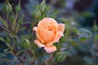 Apricot Clementine ® rose photo