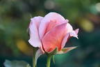 Iced Ginger rose photo