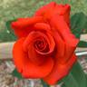 Kanegem rose photo