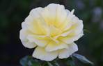 The High Life rose photo