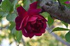 Blackboy rose photo