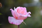 Let's Celebrate rose photo