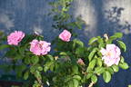 Sarah Van Fleet rose photo