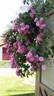 Champneys' Pink Cluster rose photo