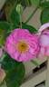 Champneys' Pink Cluster rose photo