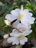 Medeo rose photo