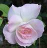 Charles Aznavour ® rose photo