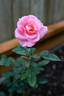 Flawless ™ rose photo
