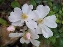 Medeo rose photo