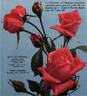 Edith de Martinelli rose photo
