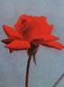 Charles Gregory rose photo