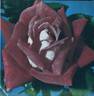 Liberty Bell ™ rose photo