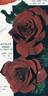 Evelyn Fison rose photo