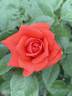 Dr Gary Rankin rose photo