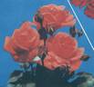 Brigitte Jourdan rose photo