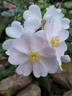 Medeo rose photo