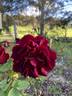 Blackboy rose photo
