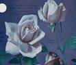 Clair de Lune rose photo