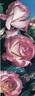 Haendel rose photo