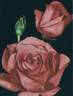 Agéna ® rose photo