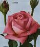 Arpège rose photo