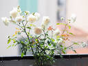 Madame Bravy rose photo