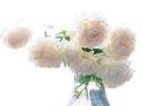 Madame Bravy rose photo