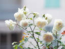 Madame Bravy rose photo