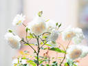Madame Bravy rose photo