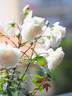 Madame Bravy rose photo