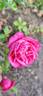 Archiduc Joseph rose photo