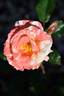 Dandy Andy rose photo