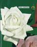 White Christmas rose photo