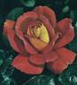 Westminster rose photo