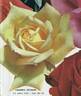 Grandpa Dickson rose photo