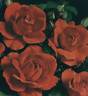 Ami des Jardins rose photo