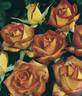 Rouge et Or rose photo