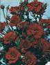 Evelyn Fison rose photo