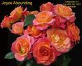 Joyce Abounding rose photo