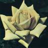 Grandpa Dickson rose photo