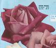 Eden Rose rose photo