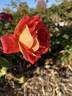 13-2 rose photo