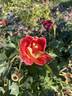 13-2 rose photo