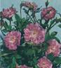 Midget rose photo