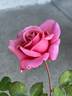 Fragrant Hour rose photo