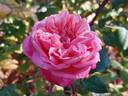 Archiduc Joseph rose photo