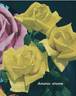 Amatsu-Otome rose photo