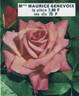 Madame Maurice Genevoix rose photo