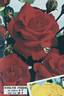 Evelyn Fison rose photo