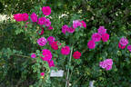 Meteor rose photo